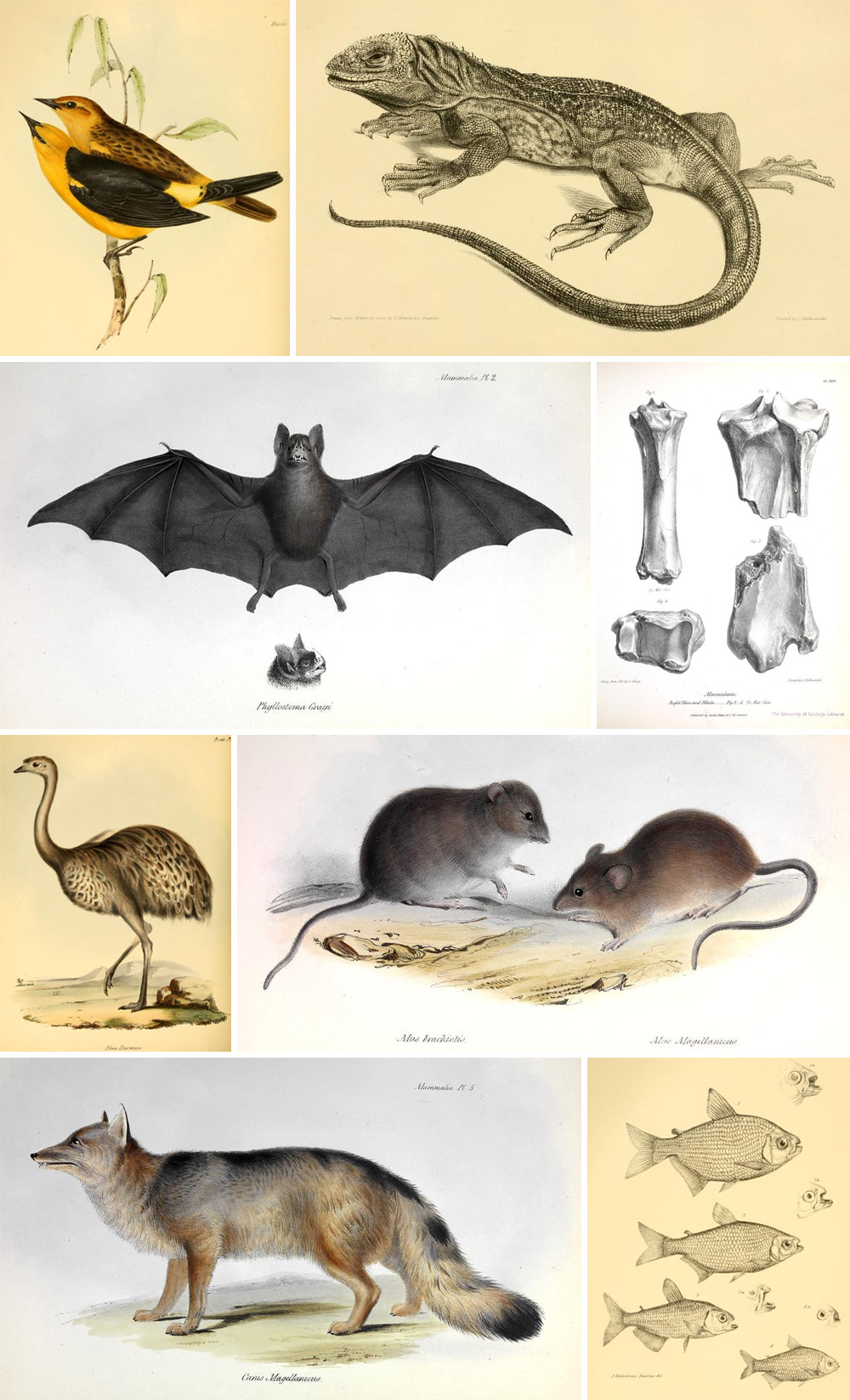 animali nella zoologia di Darwin