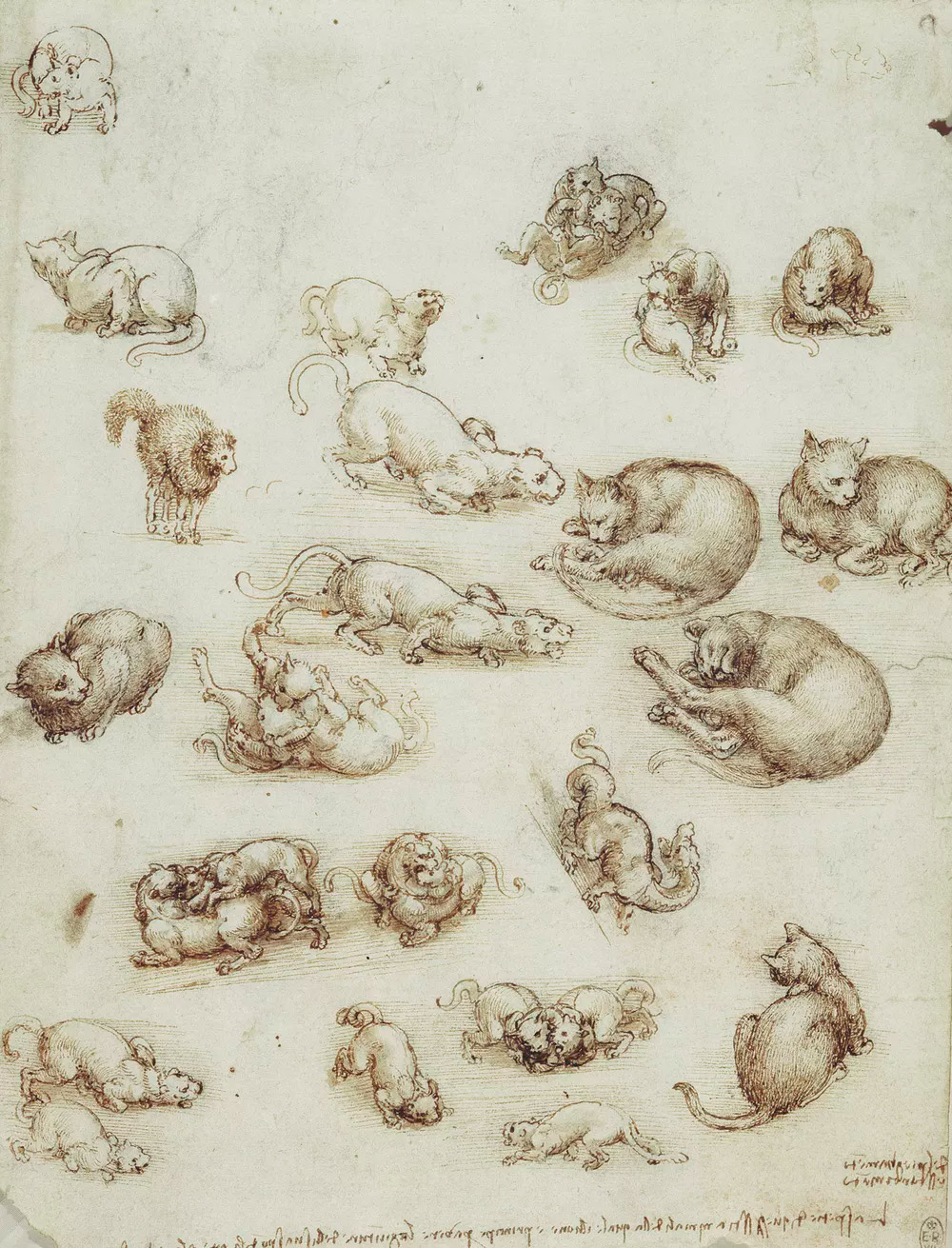 i gatti di Leonardo
