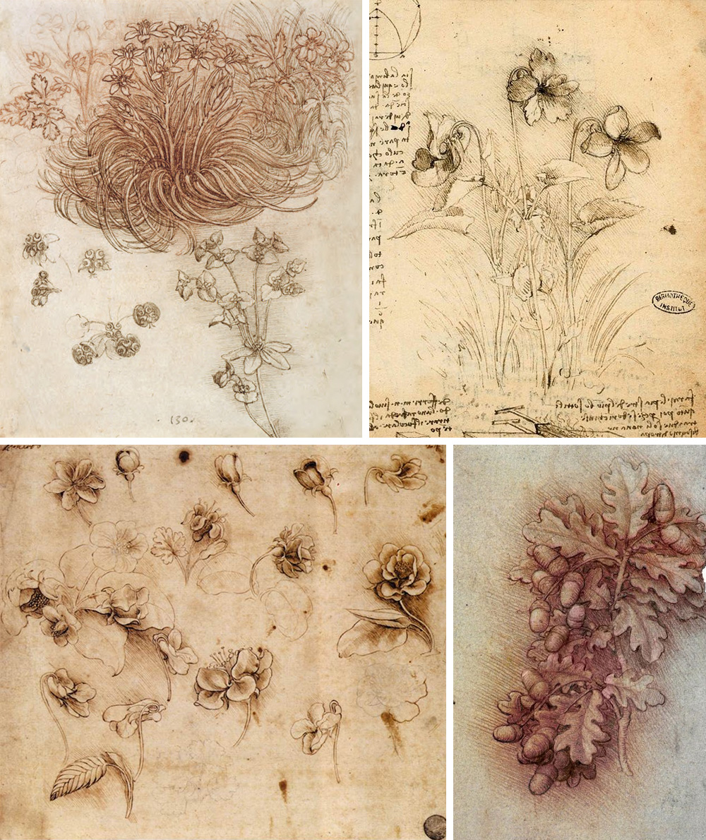 piante e fiori di Leonardo