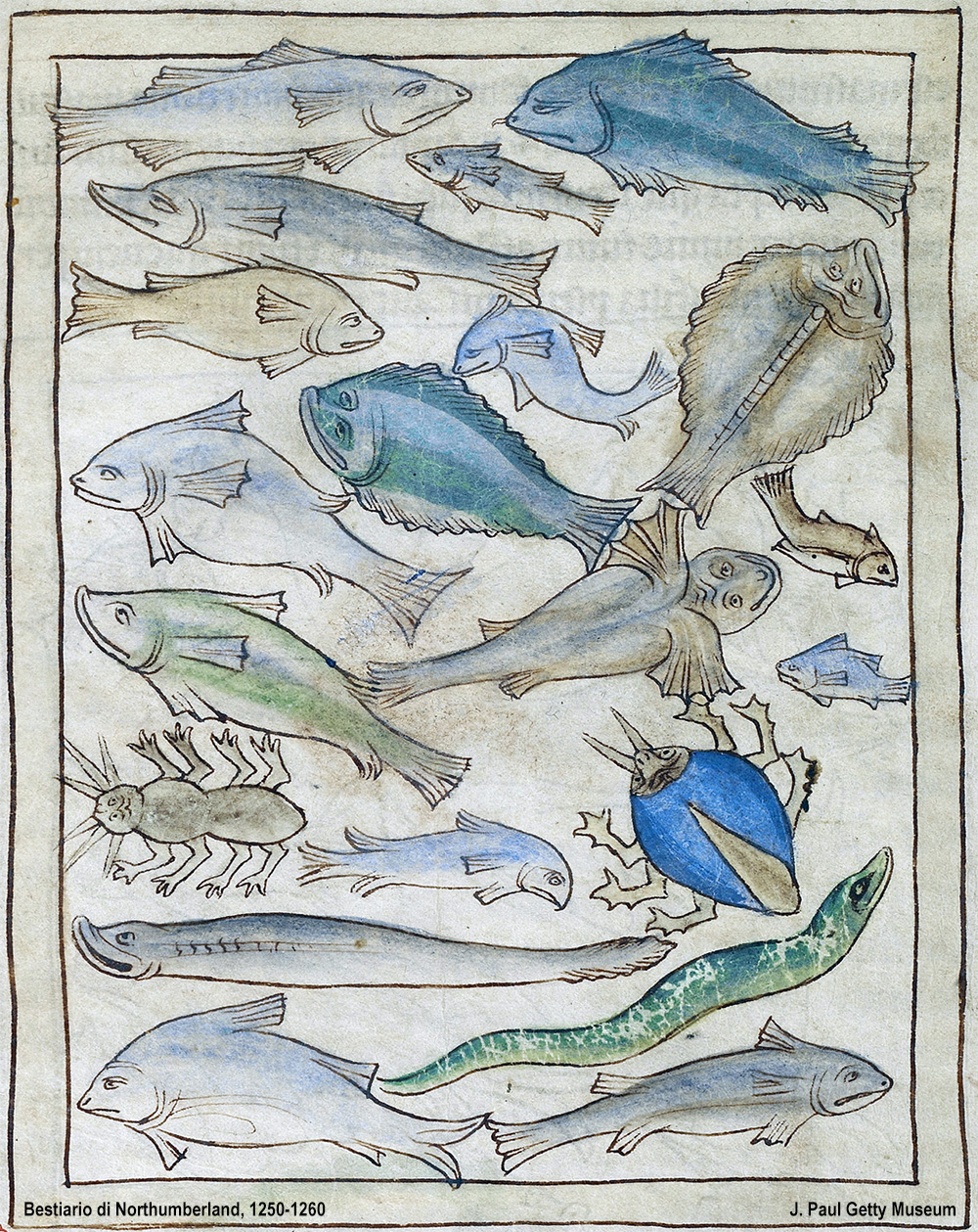 pesce medievale