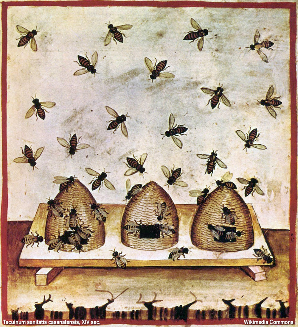 api di un tacuinum