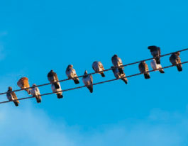 uccelli su un cavo elettrico